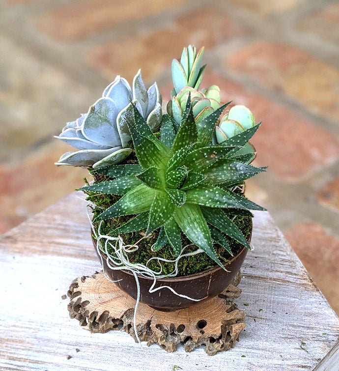 Handcrafted Coconut Shell Succulent